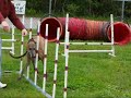 Argos, Agility 2nd race, silent commands,