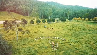 Sport Horse Films Australia - STUD VIDEO | Bellarimbah Quarter Horses