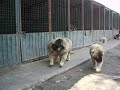 Лукреций, Литий и Лутц.<br >отец 