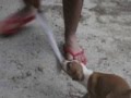 American stanford cachorro mordiendo