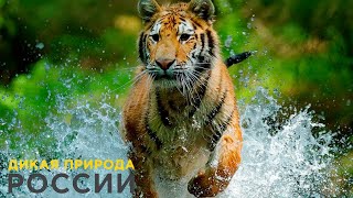 Дикая Природа России / Wild Russia E10