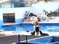 Видео Севастопольский дельфинарий 29 сентября 2010 года