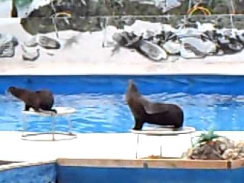 Севастопольский дельфинарий 29 сентября 2010 года