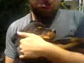 Ginger Kucakta