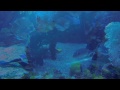 Diving With Sharks Buceando Con Tiburones Dubai Aquarium