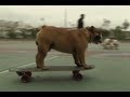 Bulldogs display their skateboarding abilities in Peru