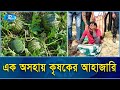 প্রায় এক হাজার তরমুজের চারা উপরে ফেললো প্রকৌশলী, কৃষকের মাথায় হাত | Watermelon | Rtv Exclusive