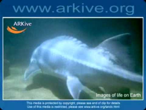 Beluga Sturgeon