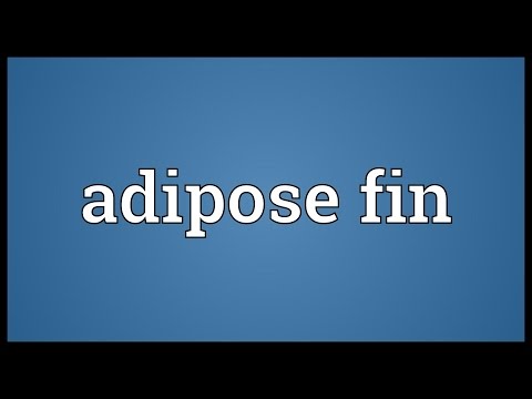 Header of adipose fin