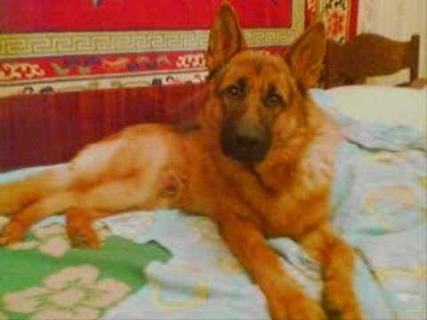 Скачать песню доса мухтар