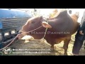 Shahpur Kanjra Cow Mandi 2013 Visit Black Bull Rs 150000 images Shahpur Kanjra Cow Mandi 2013 Visit Black Bull Rs 150000