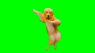 Dog Dancing Funny Meme Green Screen Template Non Copyright