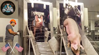 Millions Of Pigs Processing Factory Per Day Inside Germanys Cutting Edge Meat Industry