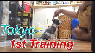 My 1St Time Training An American Bully On How To Seat & Bite Ace Juanich Vlogs