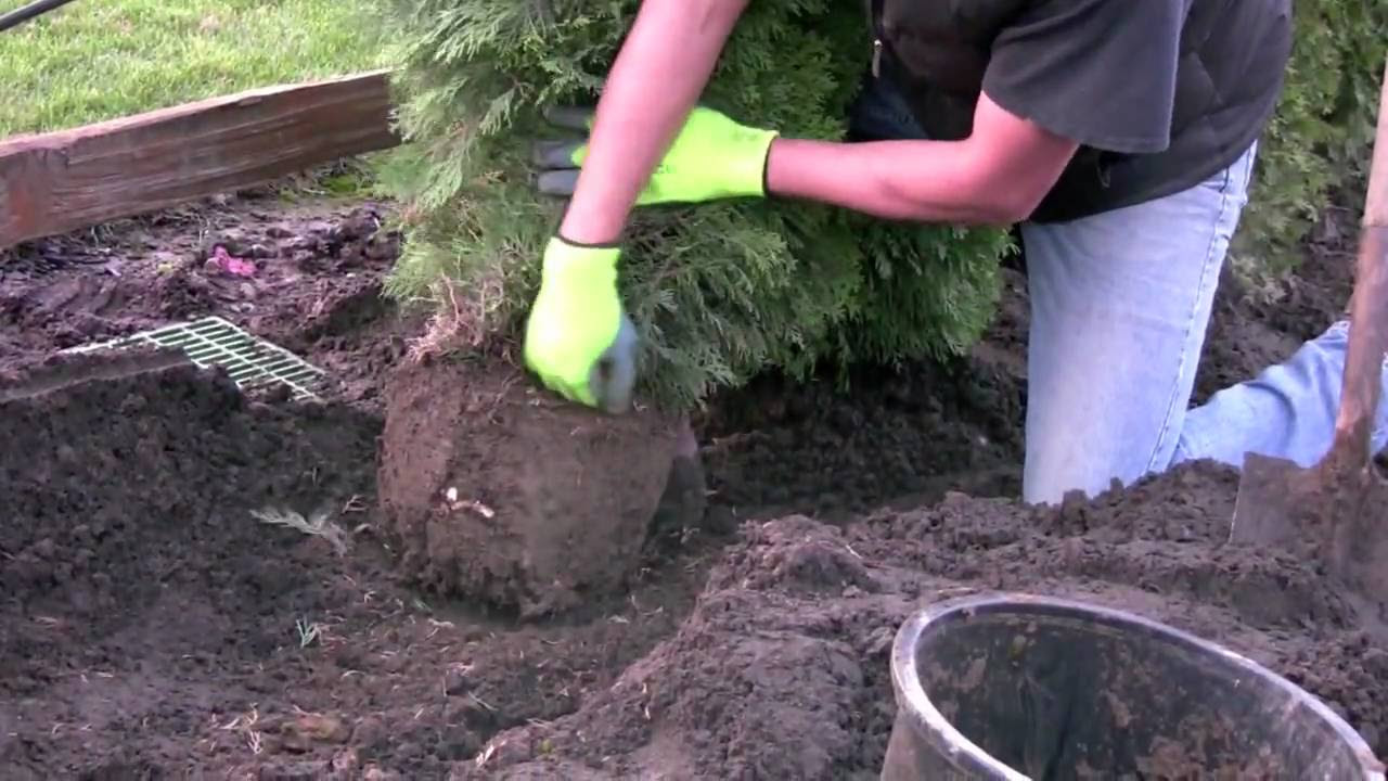 40 Idées De Cèdre Rouge