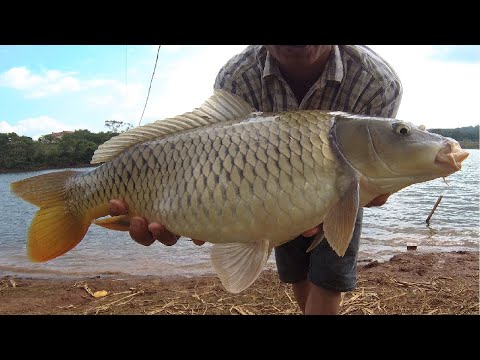 Câu cá chép khủng(câu boilies) | 2 pha kéo cần đáng xem nhất | Săn cá khủng hồ Đăk B'Lung P cuối