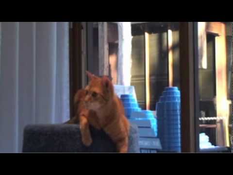 DEVO Cat Listening Party