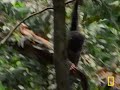 Adorable Baby Chimp