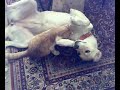 cat & dog