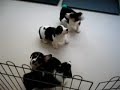 10 weeks tricolor corgi pups chasing mop