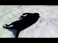 Black Lab dog body slides in the snow