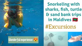 Snorkeling experience 🏊🏻‍♀️🤿|| Swimming With Nurse Sharks/Turtles/Dolphin || Mal