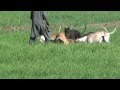 Pig Hunting Video in pakistan ,Wild boar hunting with dogs, hog hunting, soor ka shikar.