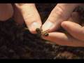 Bee Kleptoparasitic Bees | RM. Bee Kleptoparasitic Bees | RM.