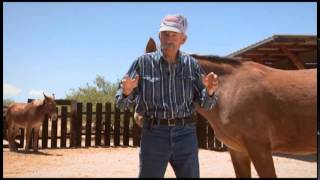 Baxter Black Les Mules Sont Particulières