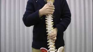 脊柱可動型モデル，大腿骨，筋・起始／停止表示付：動画