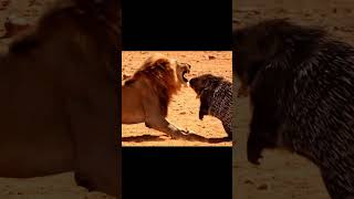 Porcupine Fights Back Against King Lion In The Savanna
