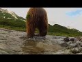 GoPro: Grizzly Eats My GoPro