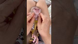 Mom Needs To Get That Seed Out To Protect Baby Monkey Susu.