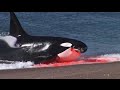 Killer whale attacks Seal on beach