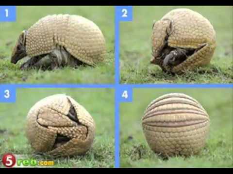 MACHA2ALLAH !!! RECITATION DU CORAN par NASSER AL QATAMI .EMOUVANT.
