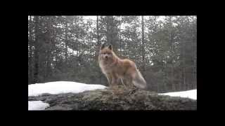Finnish Lapphund Muhku Tribute