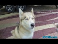 DOG DOES JEDI MIND TRICK | Snow Dog Short 31