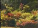 八甲田山睡蓮沼付近の紅葉が見頃になりました！