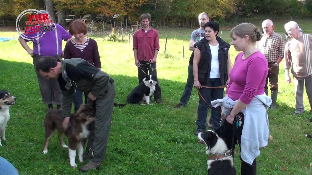Dressage de chien de troupeau - YouTube Dressage de chien de troupeau - YouTube