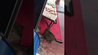 Balık Hırsızı Kedi Kameralara Yakalandı