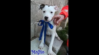 Mojito Ha 3 Mesi E Mezzo - Canile Di Laterza