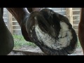 How to Trim a Horse Hoof