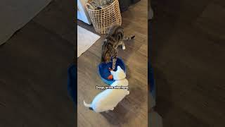 Cats React To New Pool Toy The Pack