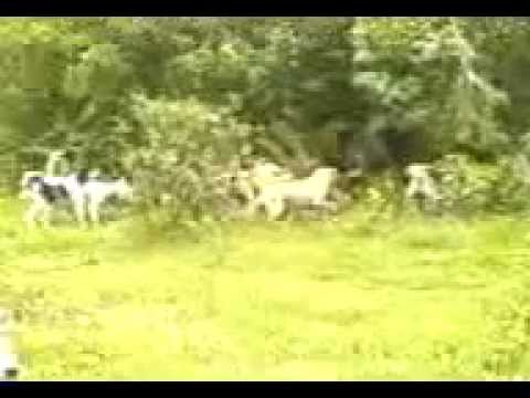 Anjing Bantai Babi Hutan
