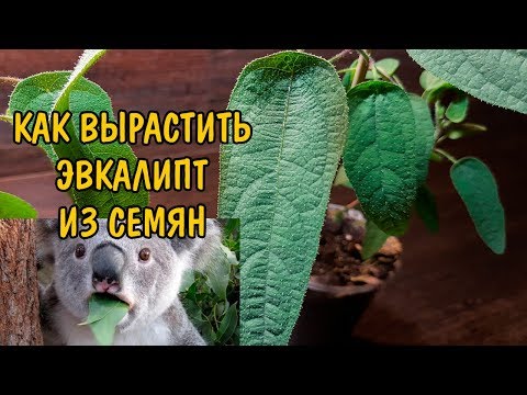 КАК ВЫРАСТИТЬ ЭВКАЛИПТ ИЗ СЕМЯН. МОЙ ОПЫТ. Eucalyptus citriodora