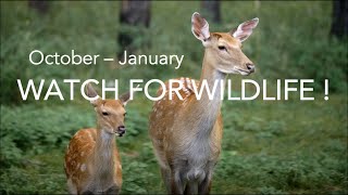 Preventing Deer-Vehicle Collisions * WATCH FOR WILDLIFE * www.watchforwildlife.org