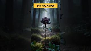 La Seule Rose Noire Au Monde Halfeti, Turquie Un Fait Naturel Rare À Voir Absolument  ...