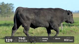 LOTE 129 - TOUROS ANGUS - LEILÃO SÃO BIBIANO 2021