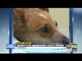 Injured dog abandoned at AZ shelter