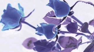 Watch Nina Nastasia Rosemary video